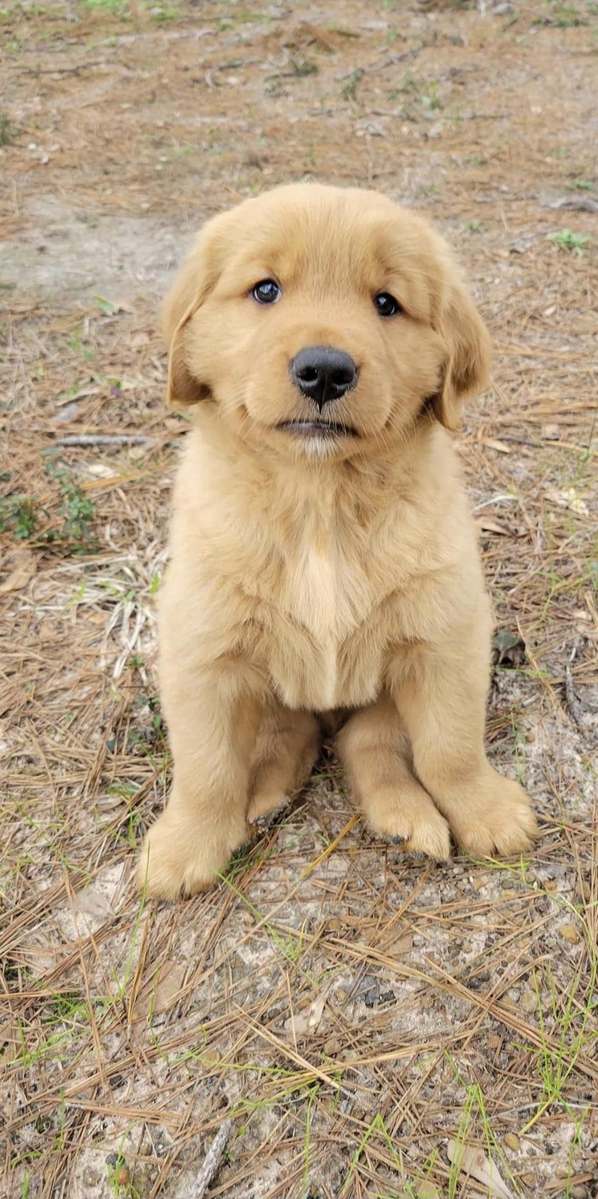 Chiot_Puppy_Golden Retriever