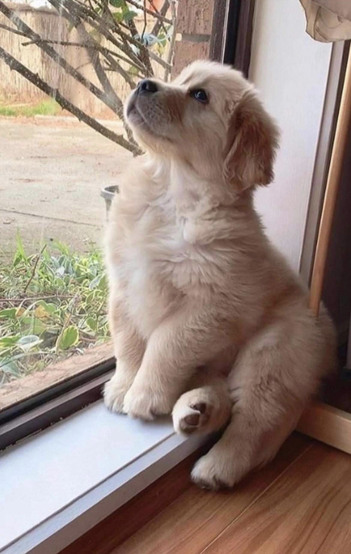 Chiots_Golden Retriever_logo_Puppy dog