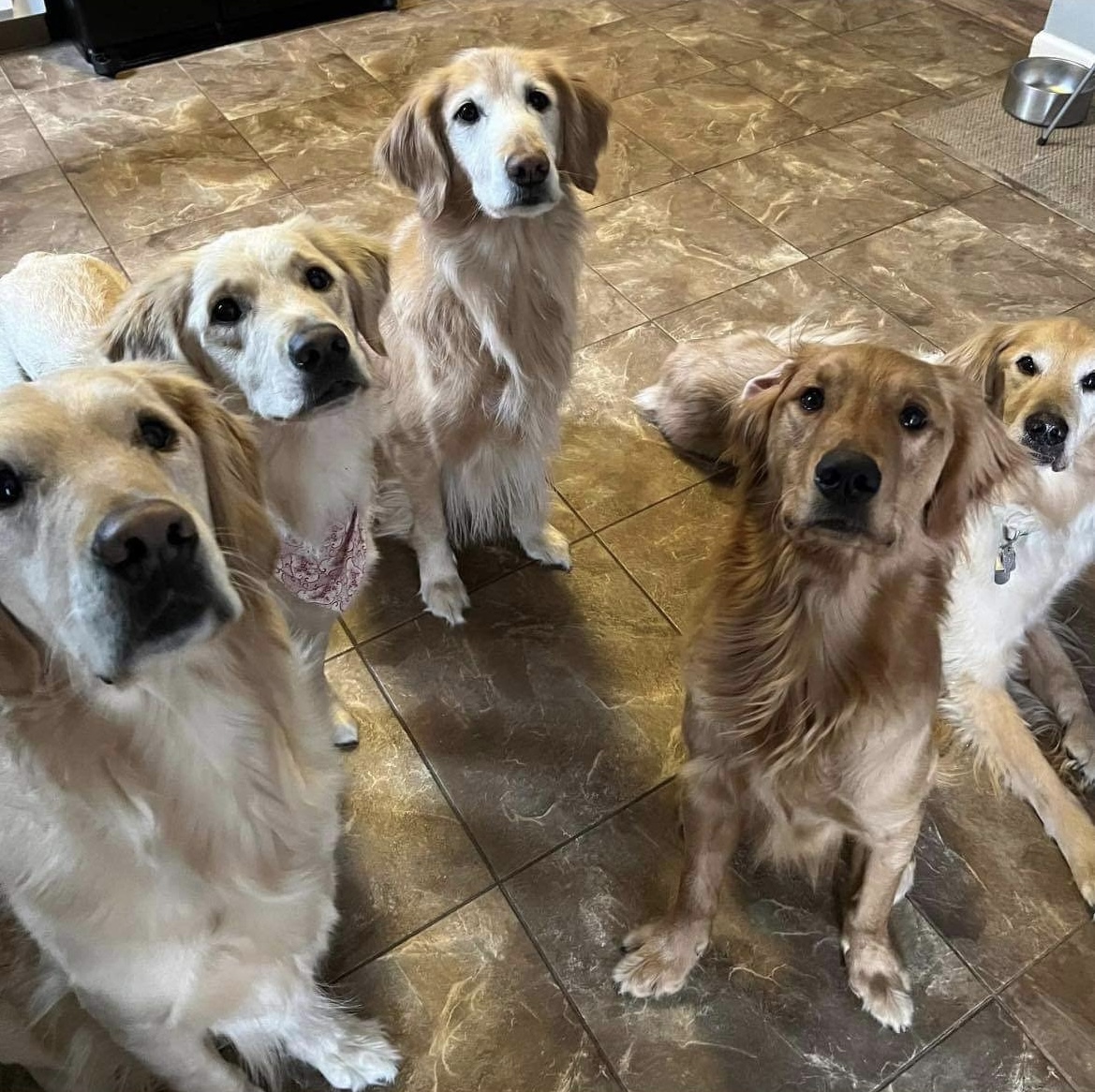 Famille de Golden Retriever_Chien de race