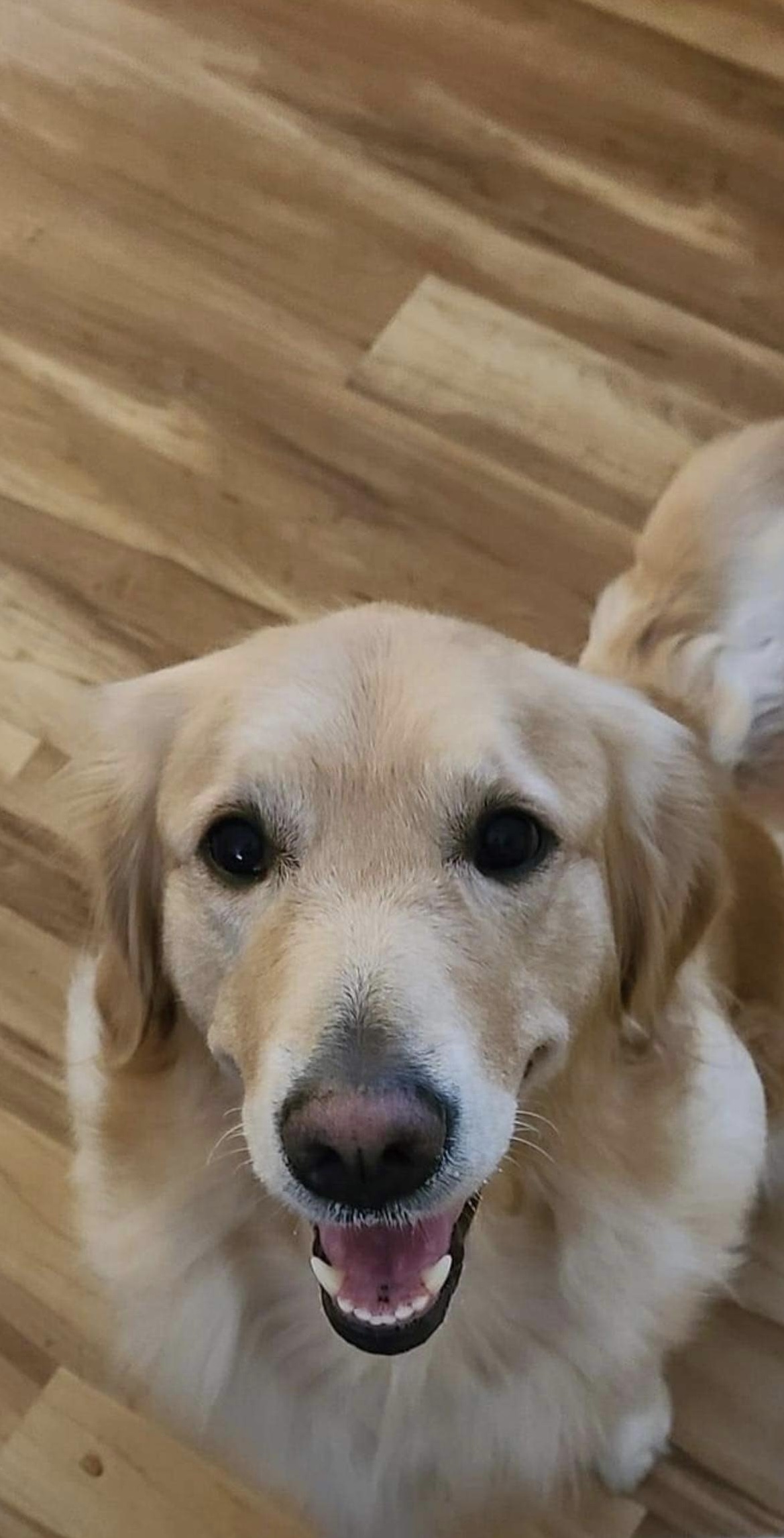 Golden Retriever 01 _Chien adulte