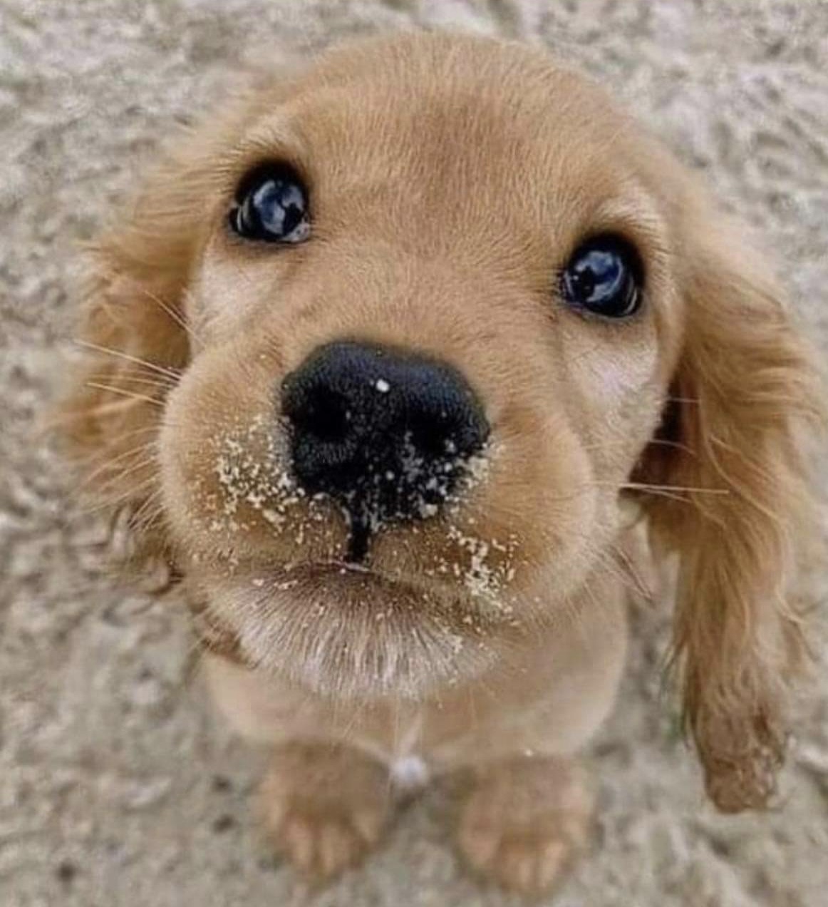 Golden Retriever Smile