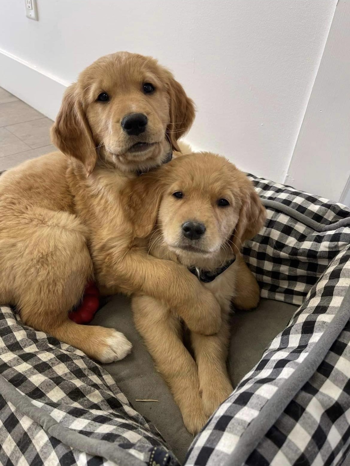 Golden Retriever mélangé