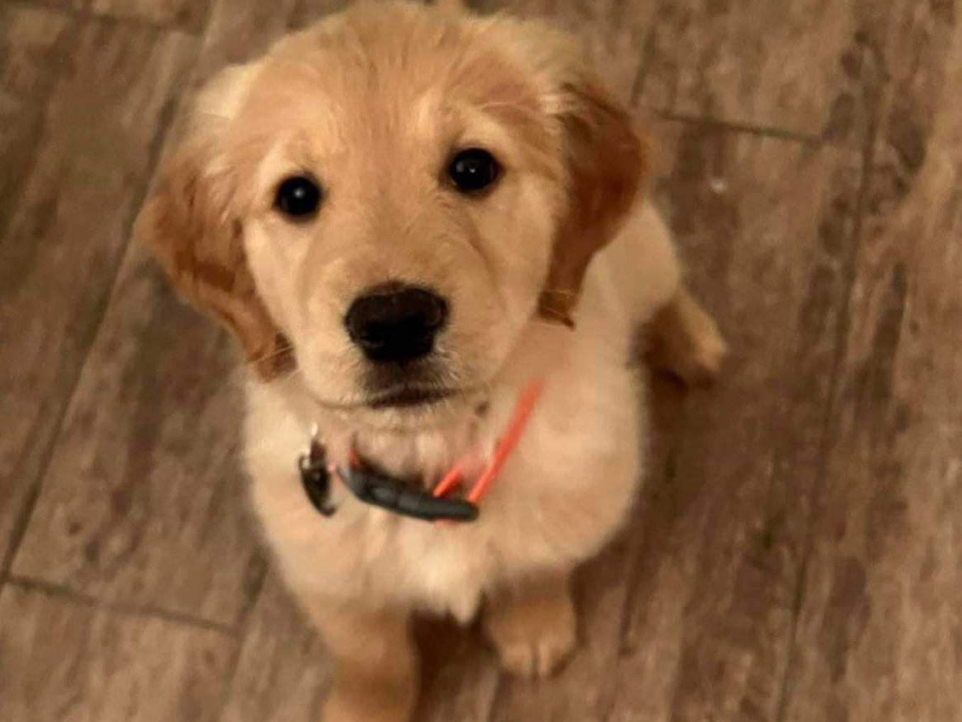 pic-1 Bébé Chiot Golden Retriever_Puppy Golden