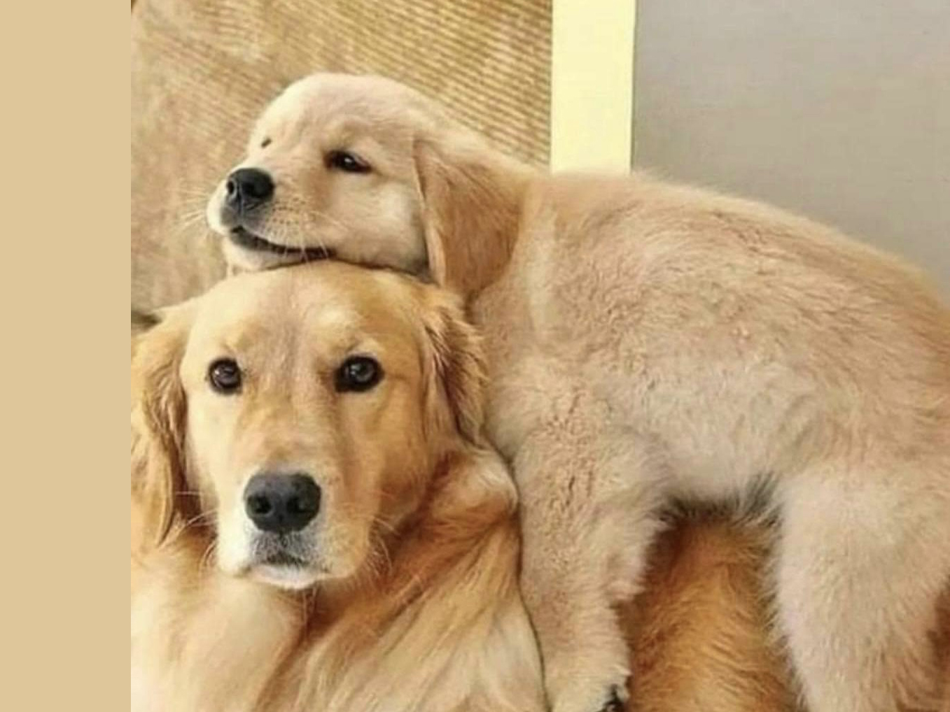 pic-3 Bébé Chiot et chien Golden Retriever_Puppy Golden sleeping