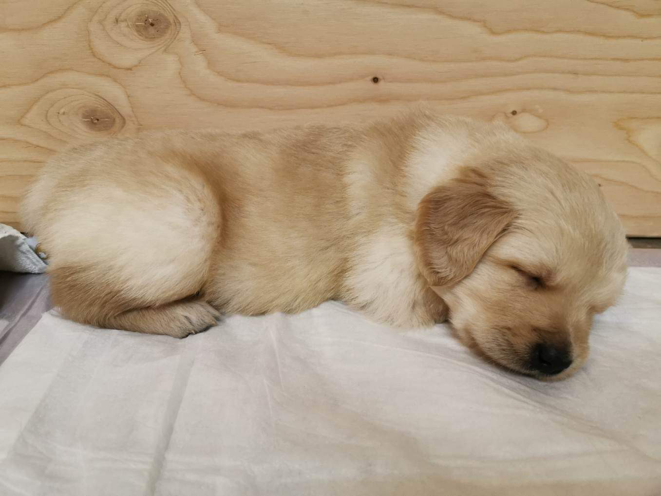 pic-4 Bébé Chiot Golden Retriever_Puppy Golden sleeping