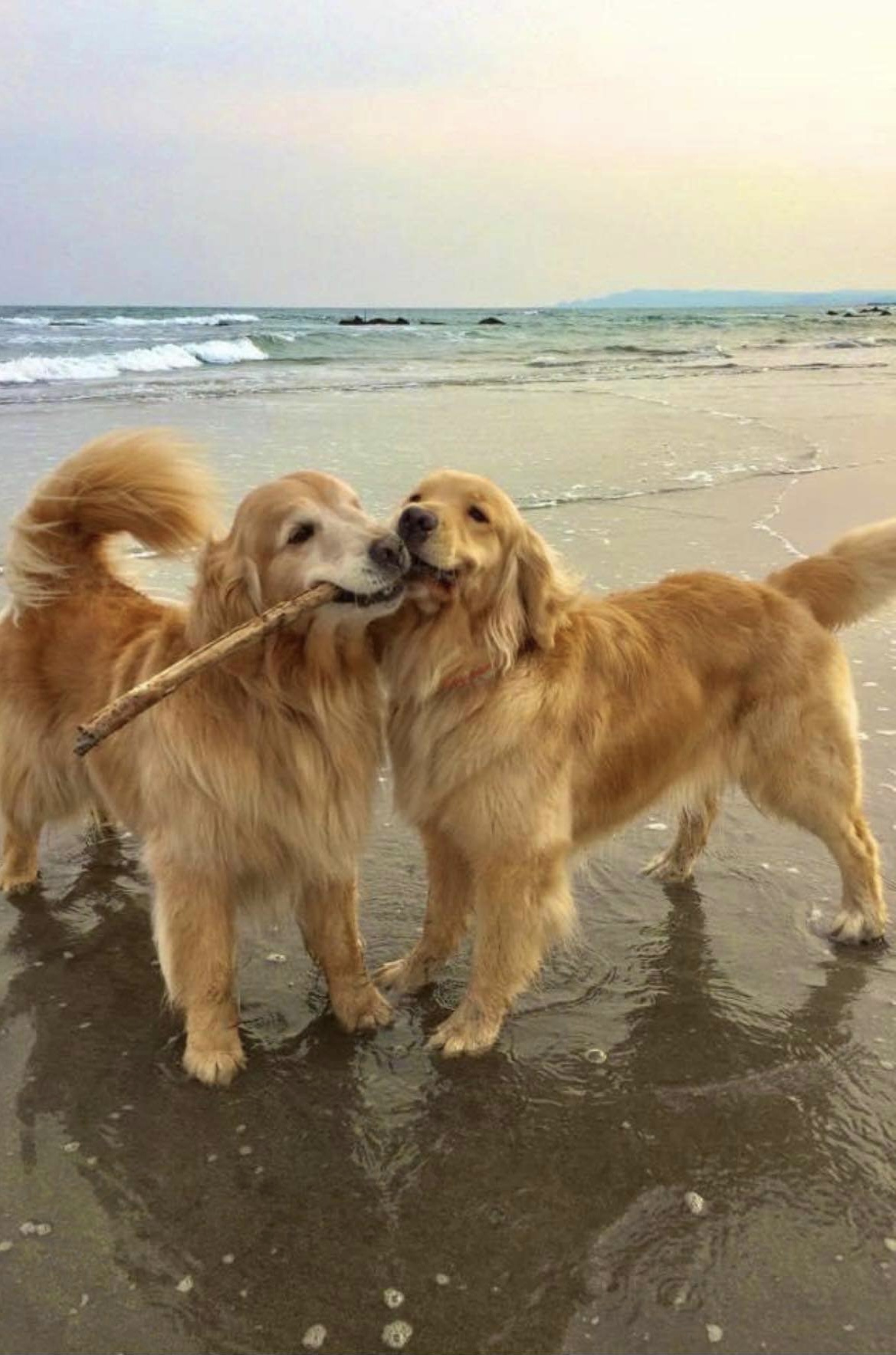 Accouplement Golden Retriever