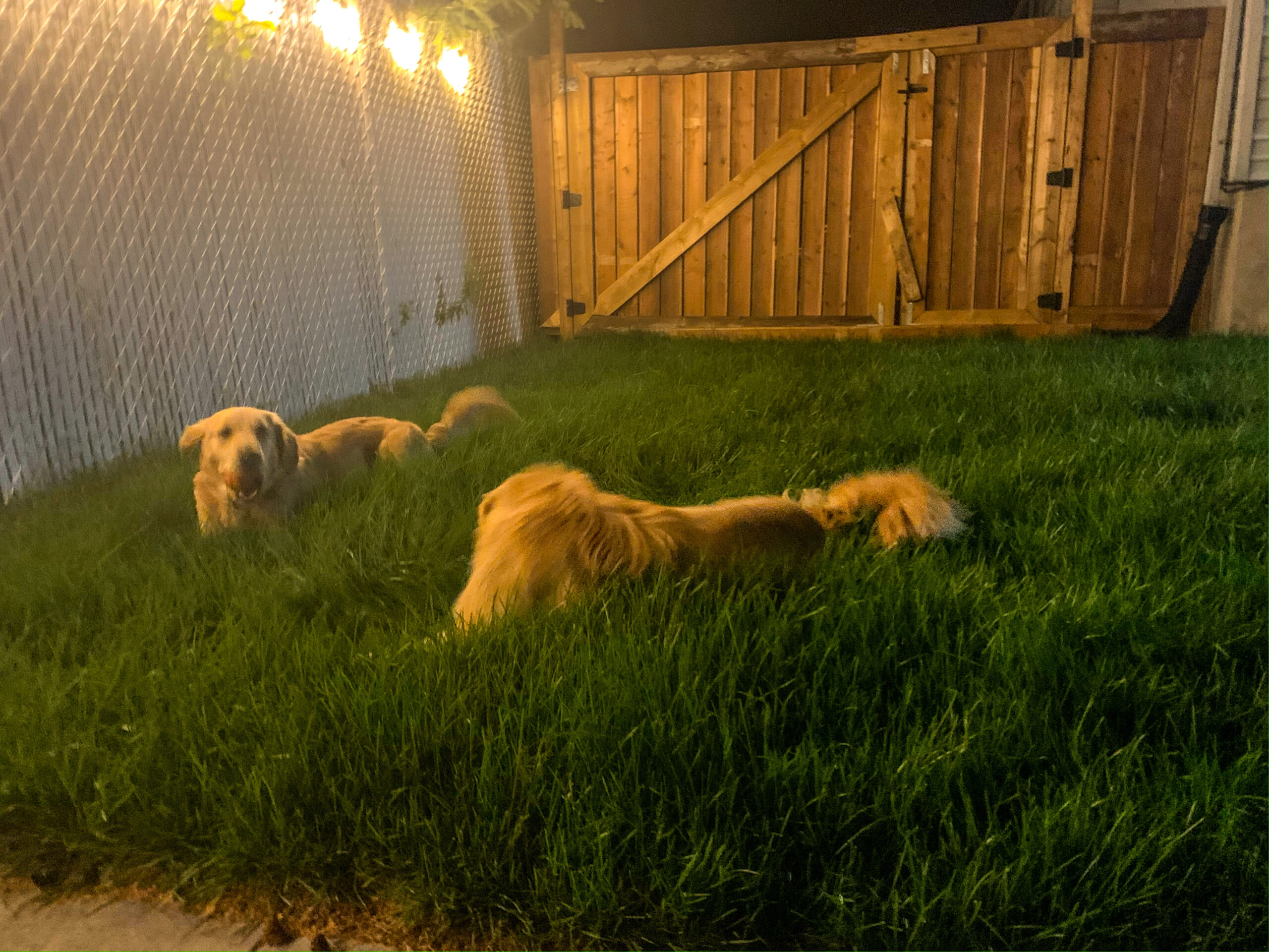 Chiens Golden Retriever-cours exterieure