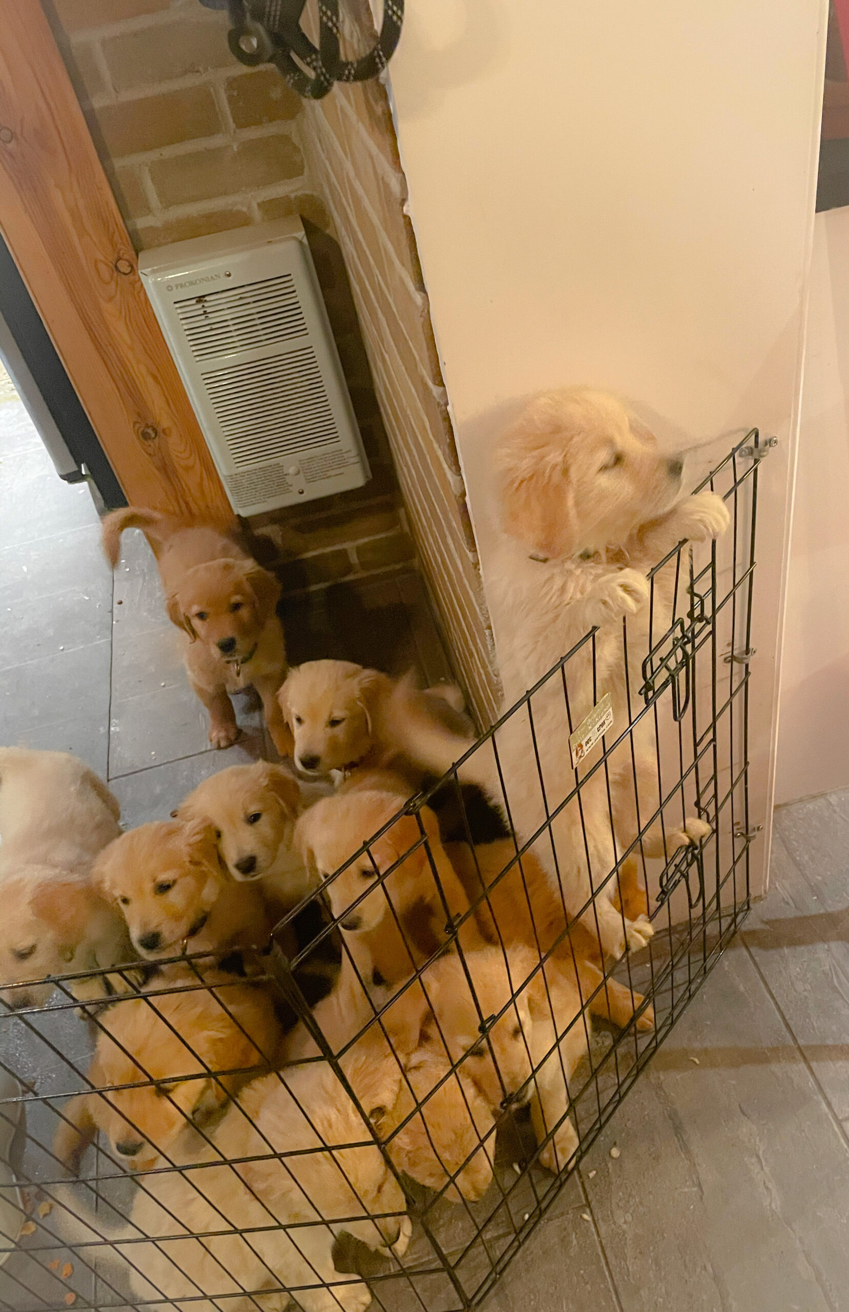 Chiens Golden Retriever portée chiots