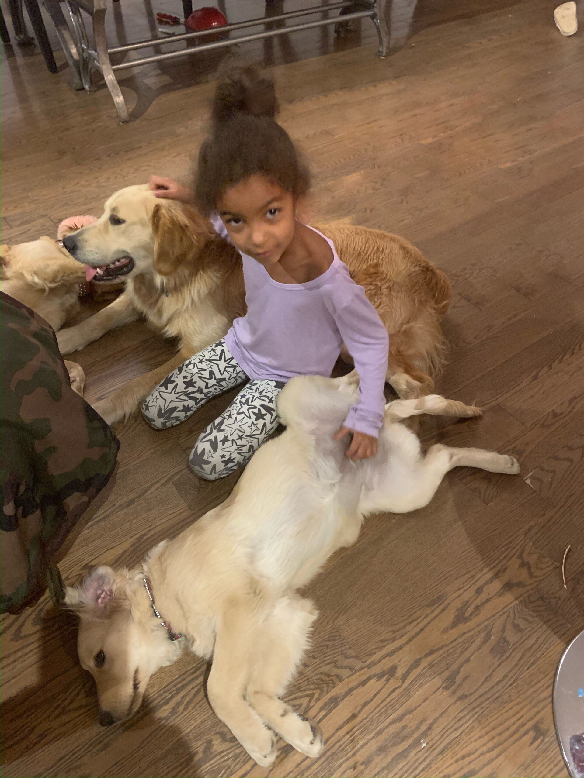 Chiens Golden Retriever repos