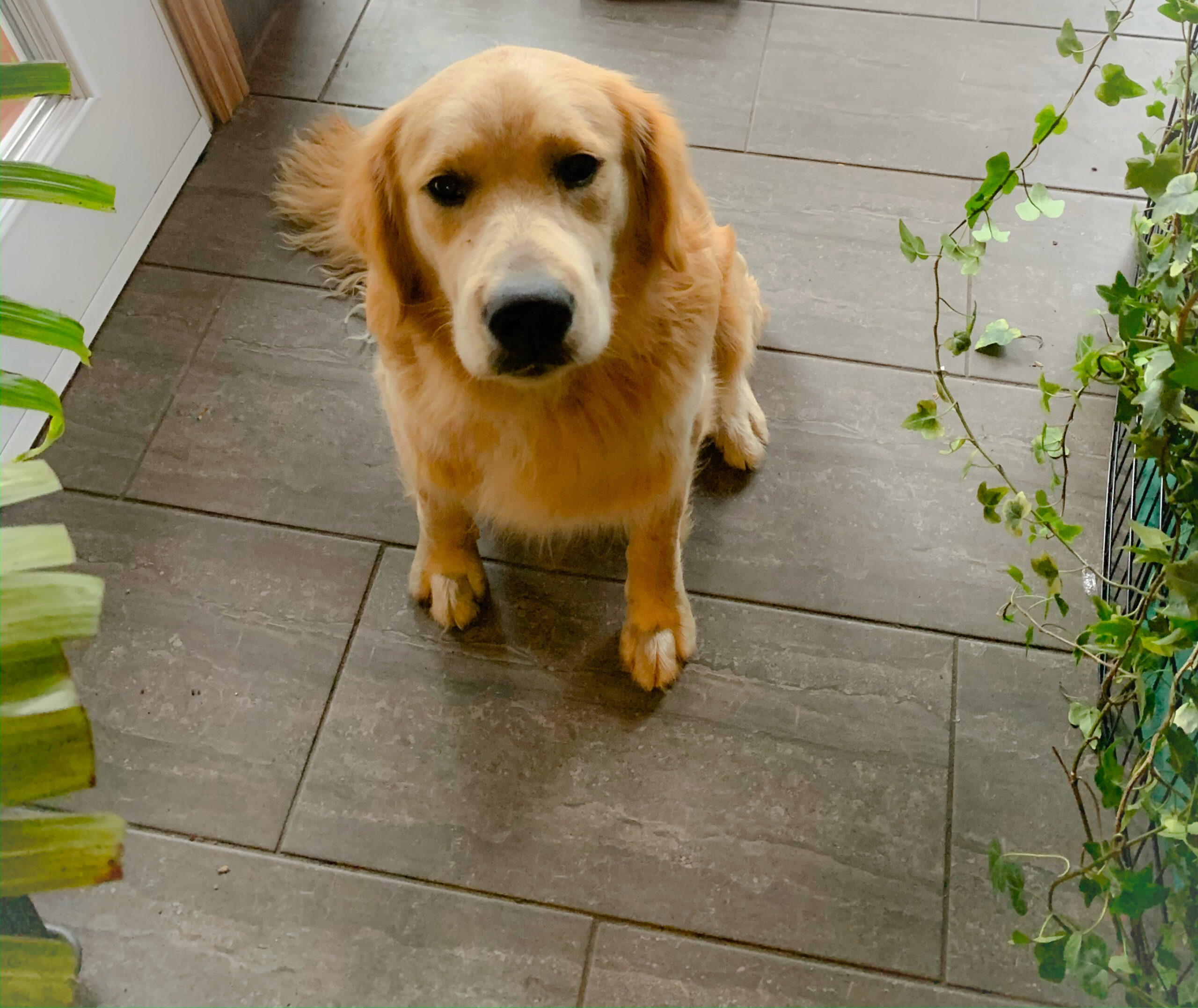 Chiens Golden Retriever_Père