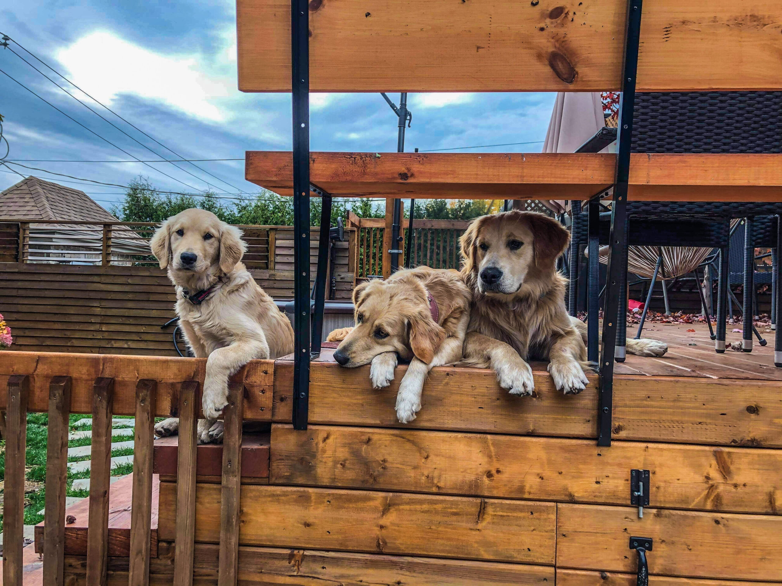 Famille Chiens Golden Retriever