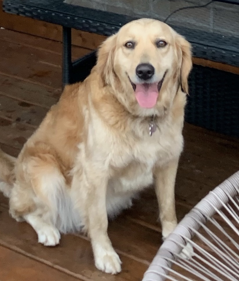 Femelle Chienne Golden Retriever