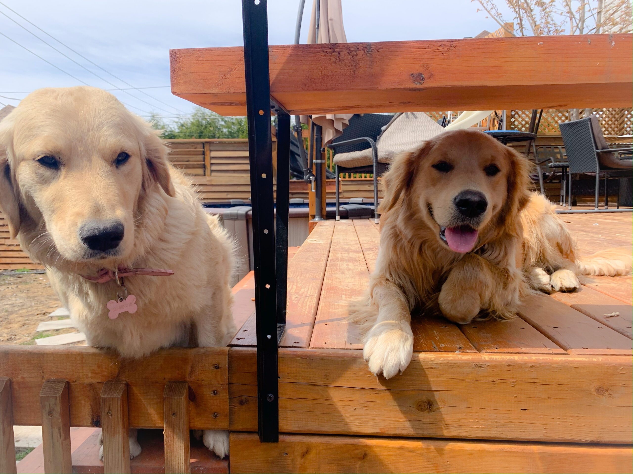 image-accueil-pere mere chiens